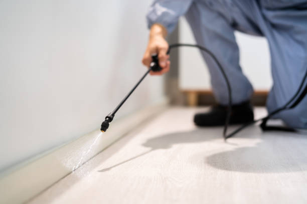 Licensed Wasp Control service in New Lebanon, OH - Nex Pest Control