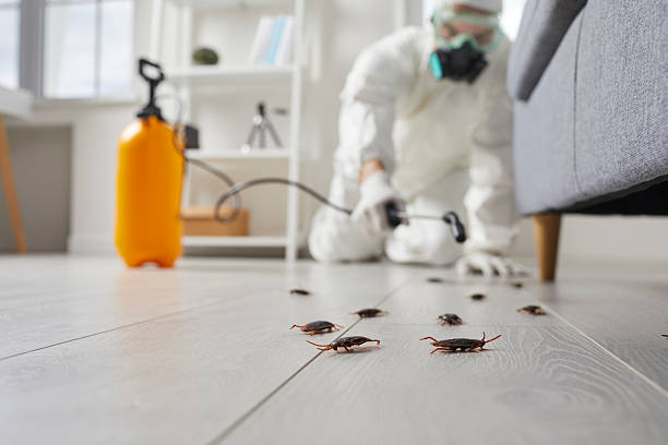 Trusted Rodent Control service in New Lebanon, OH - Nex Pest Control